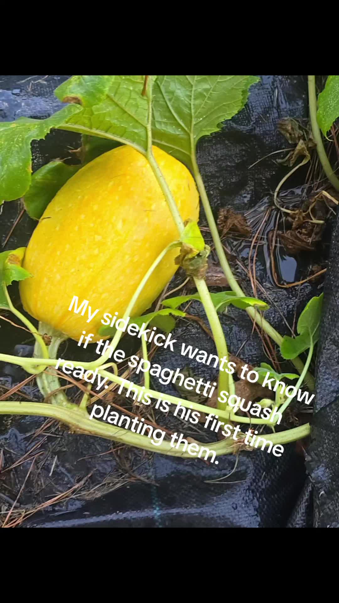 @Dee