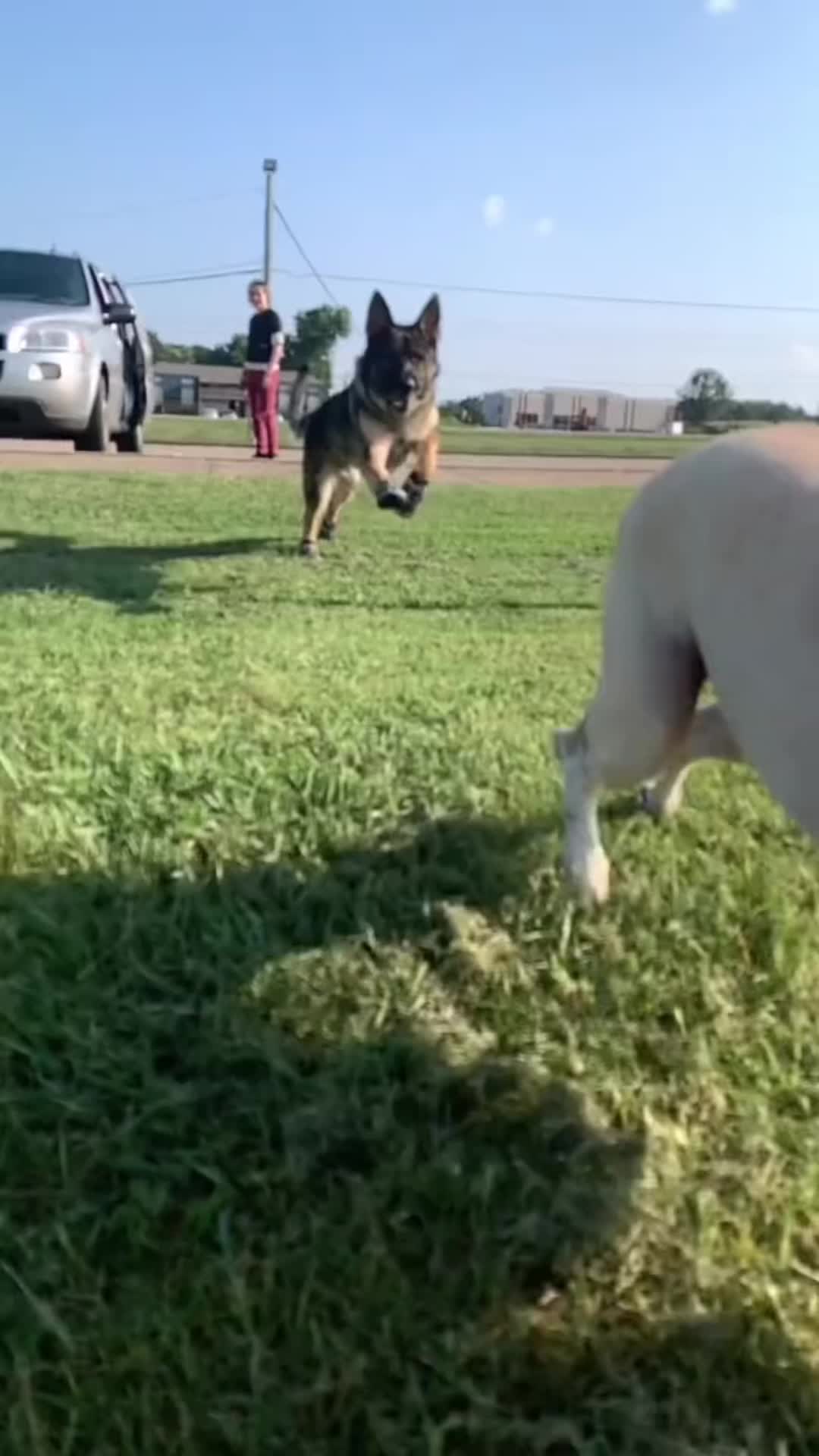 @Service_dog_Lexi