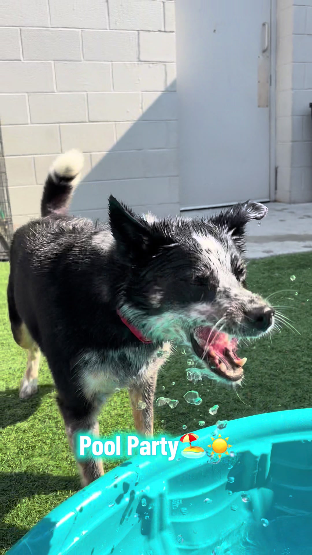 @Dogtopia South Ann Arbor