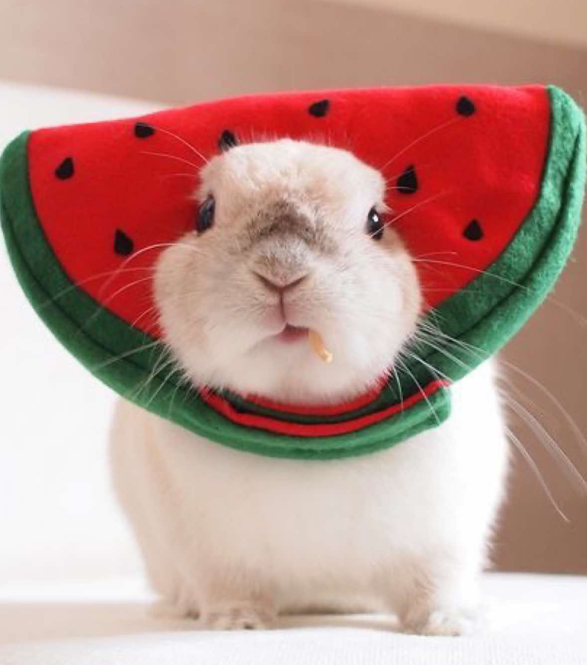 @cottagecat28