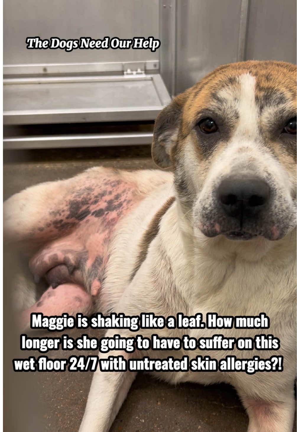 @The Dogs Need Our Help
