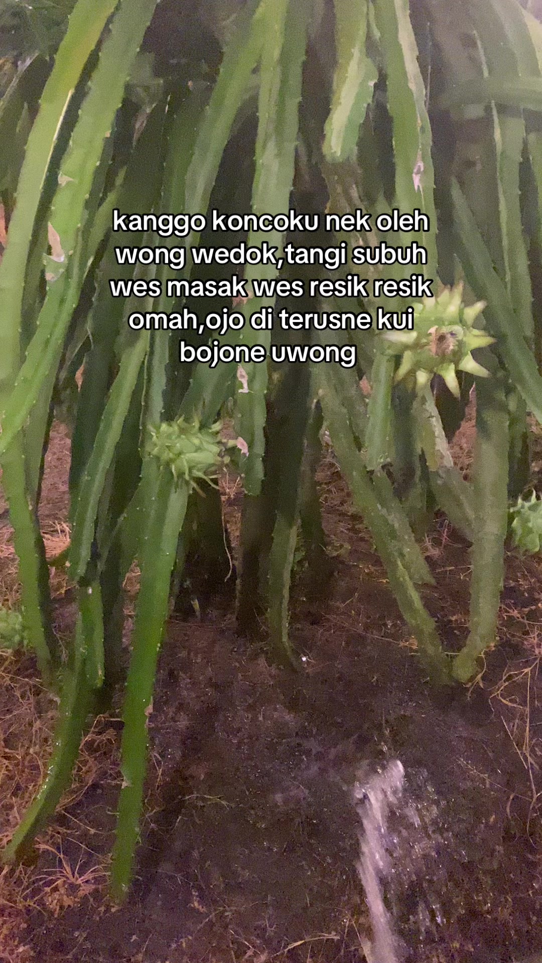 @erfn