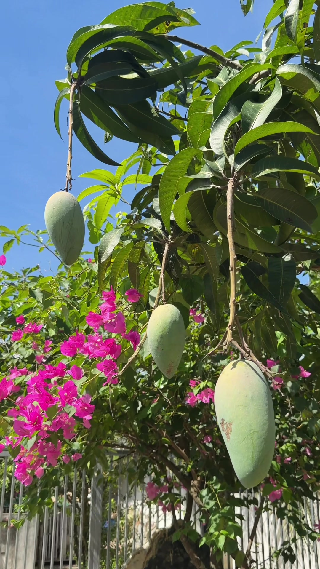 @Quốc kh&aacute;nh