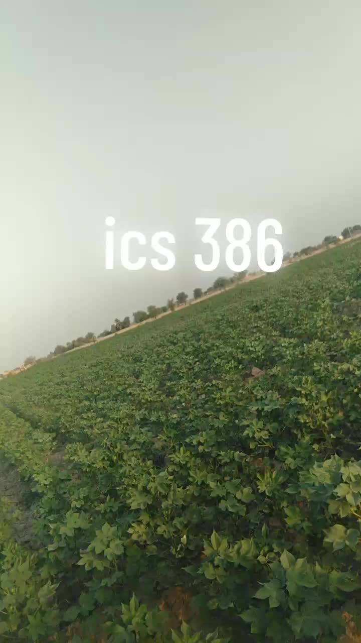@M Afzal Solgi 83