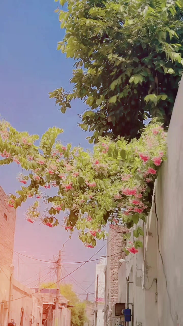 @🦅اسو ڈنگا بلوچ🥷