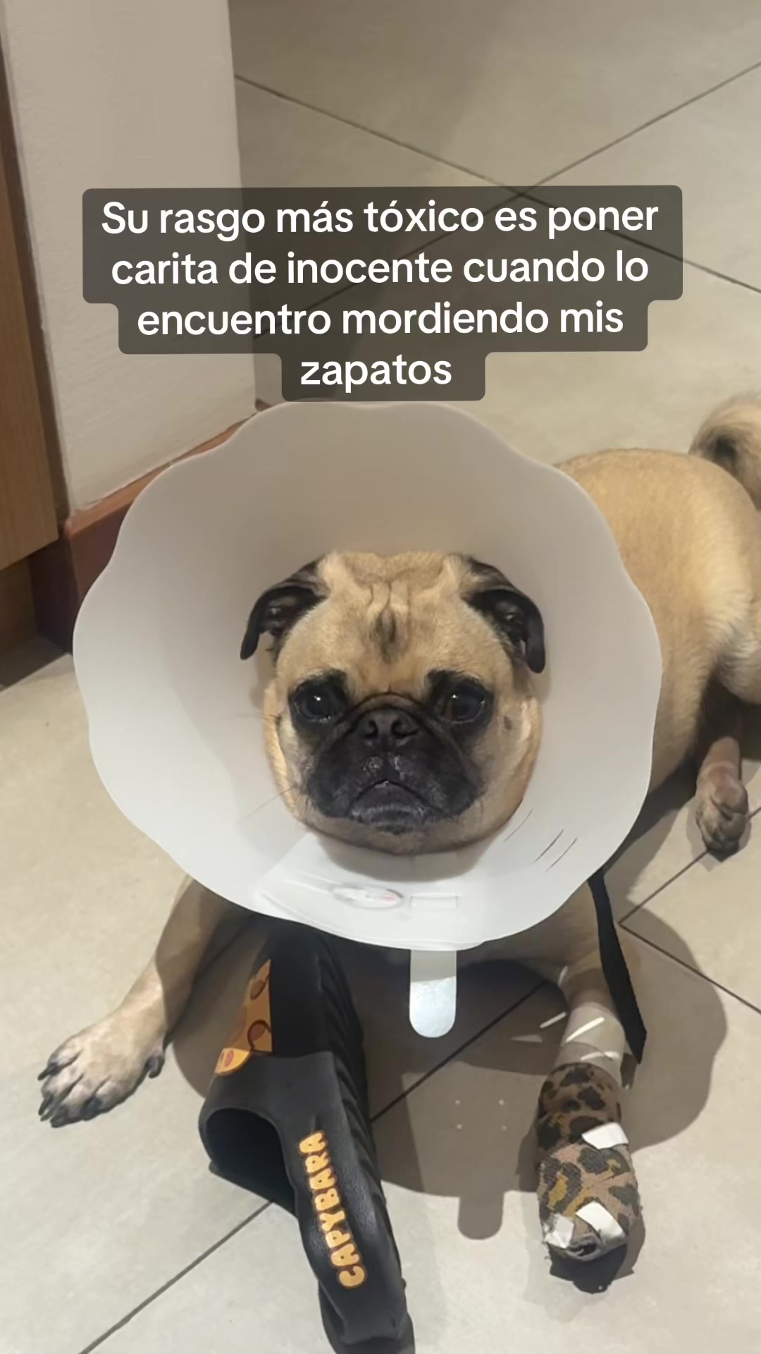 @Alexa&elcarnalchiss