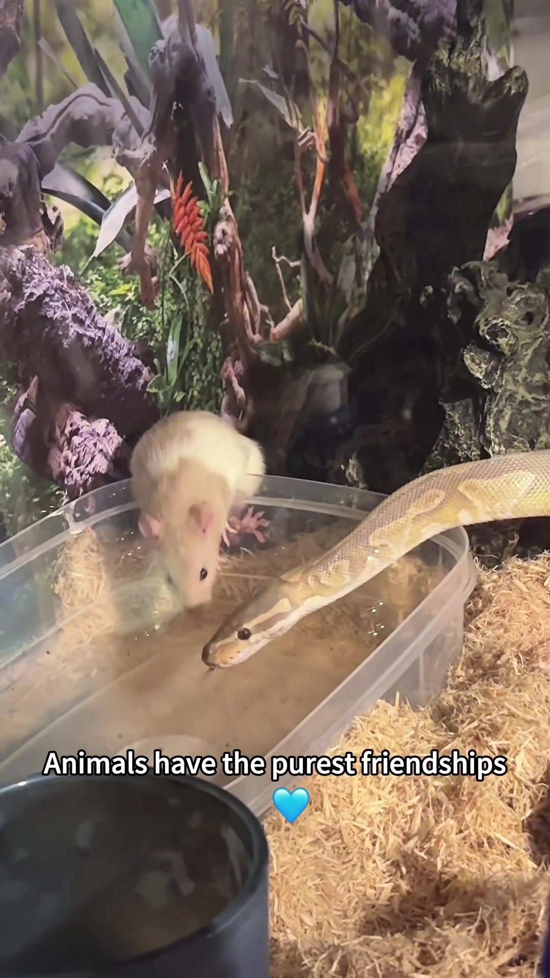 @NakadZoo!