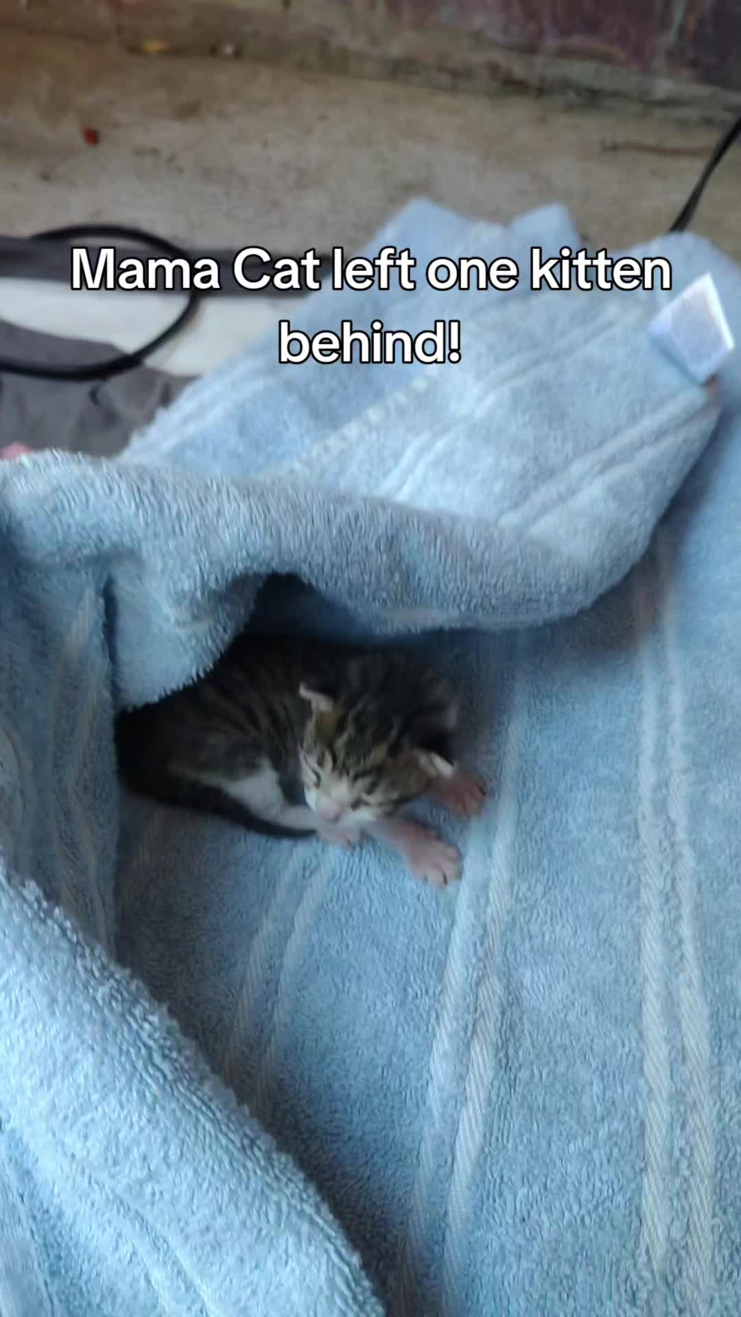 @Fostered Pawz