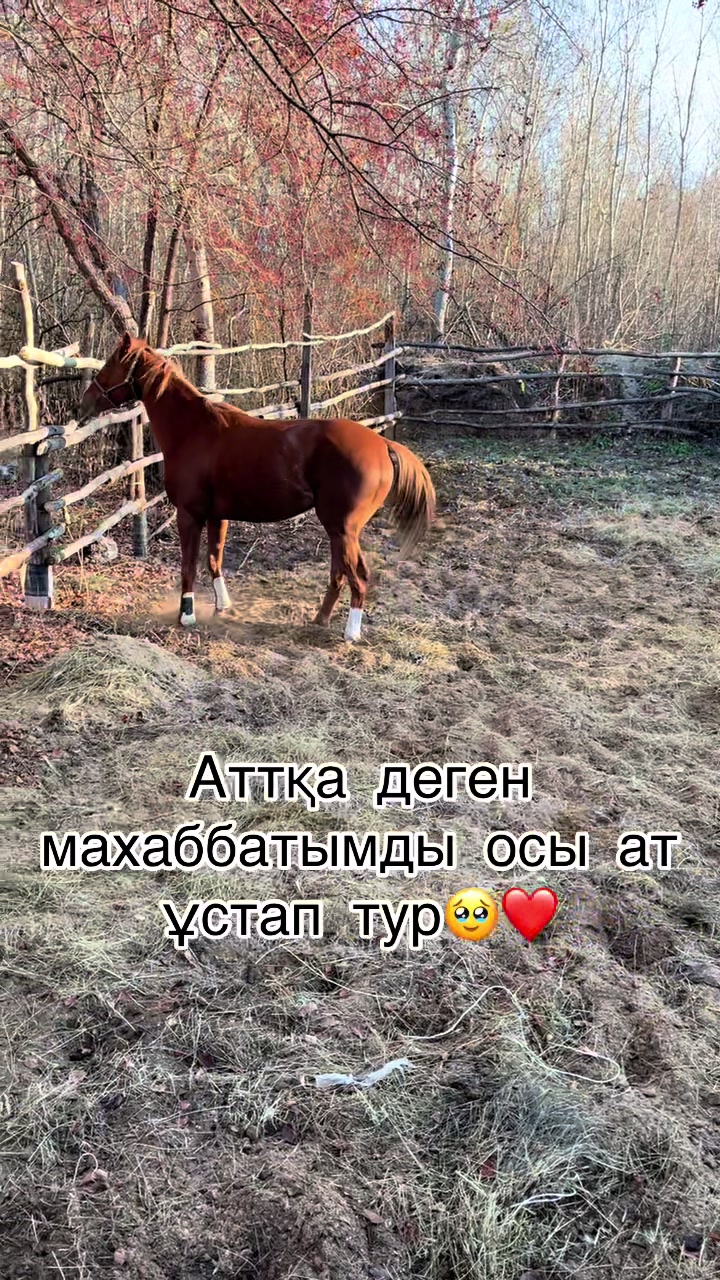 @Ergaliev_16