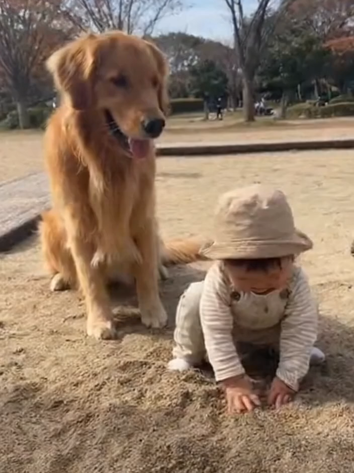 @金色ドリーマー💛犬愛好家