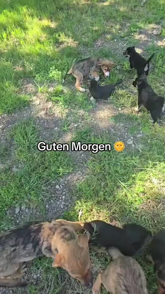 @Ankerhunde e.V.
