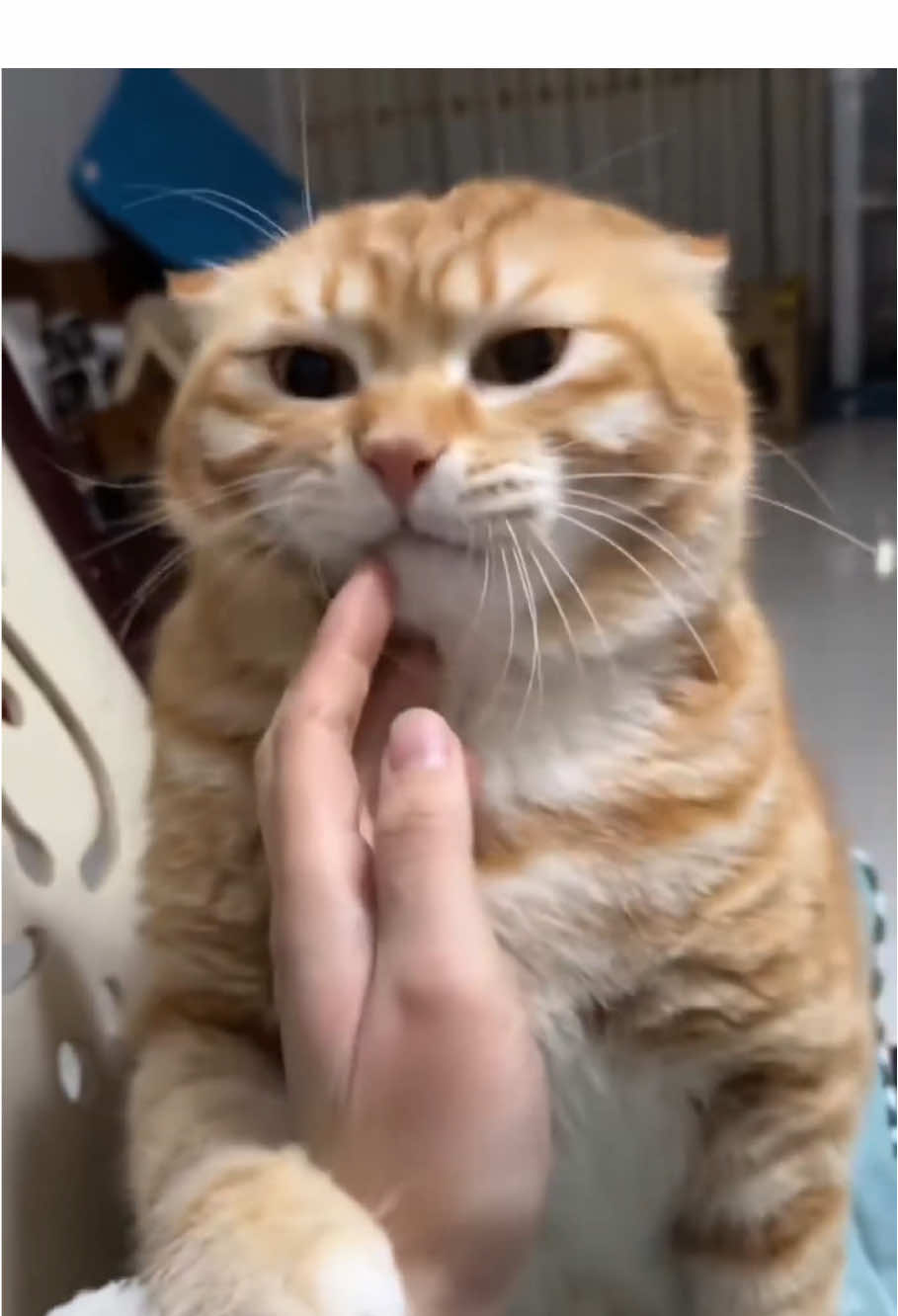 @Kitty