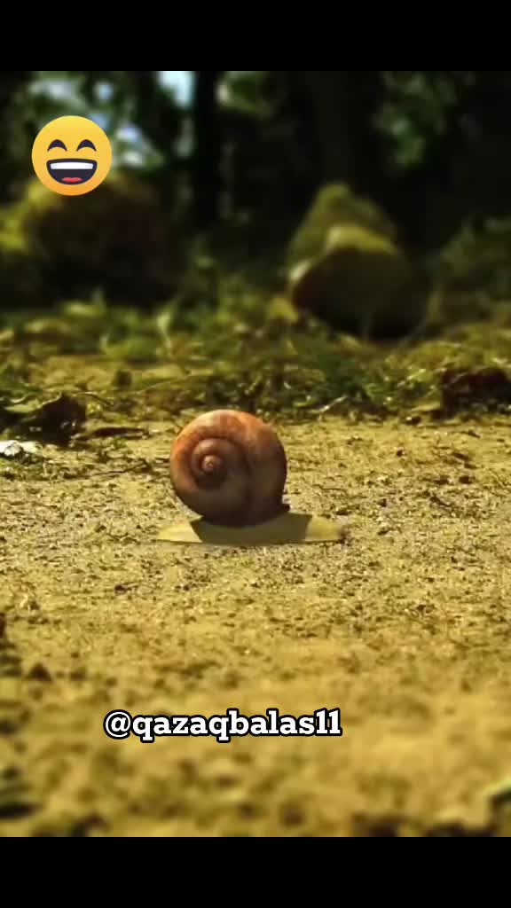 @𝐐𝐀𝐙𝐀𝐐 𝐁𝐀𝐋𝐀𝐒𝐈𝐈