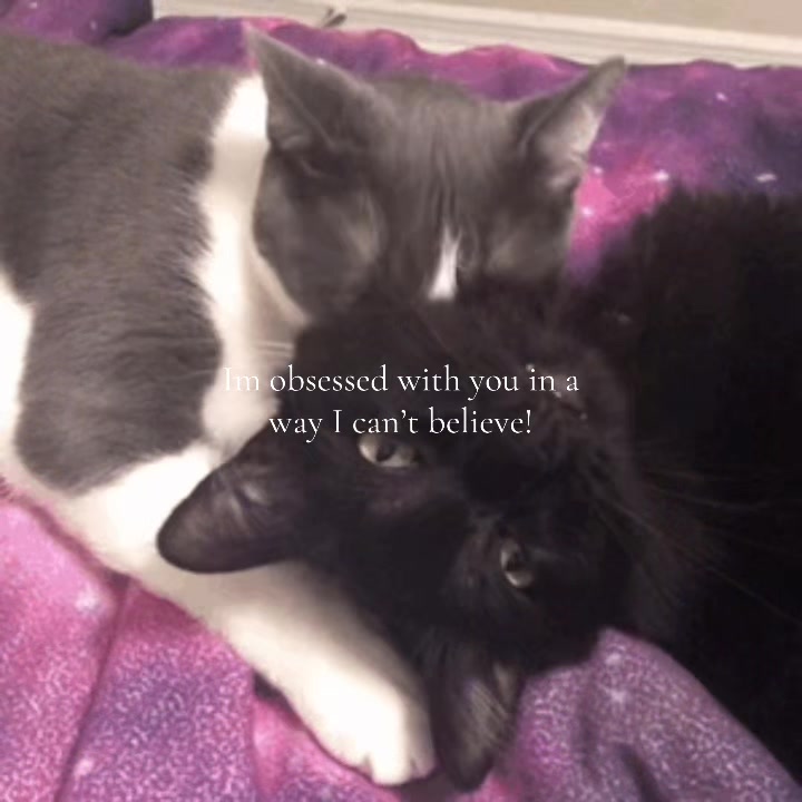 @vananir0