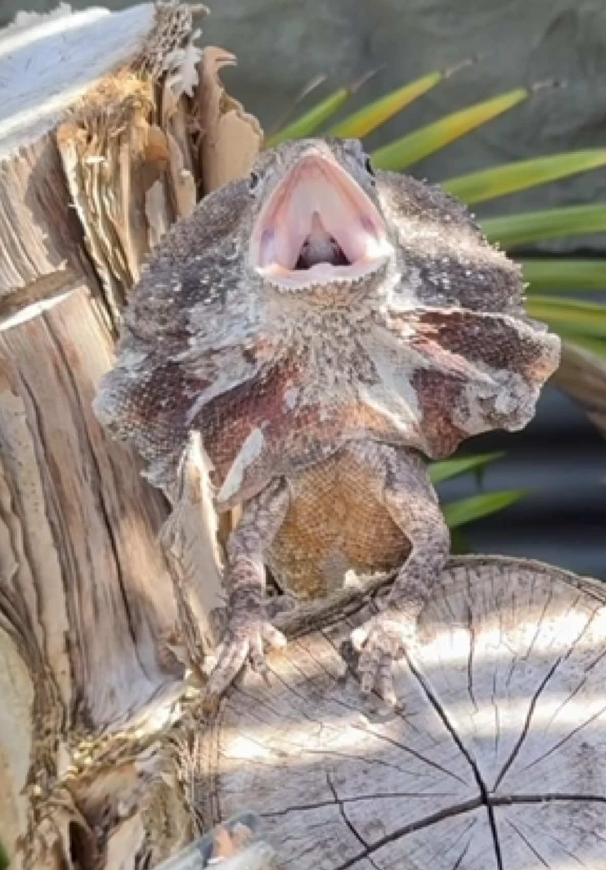 @Tommys_reptiles