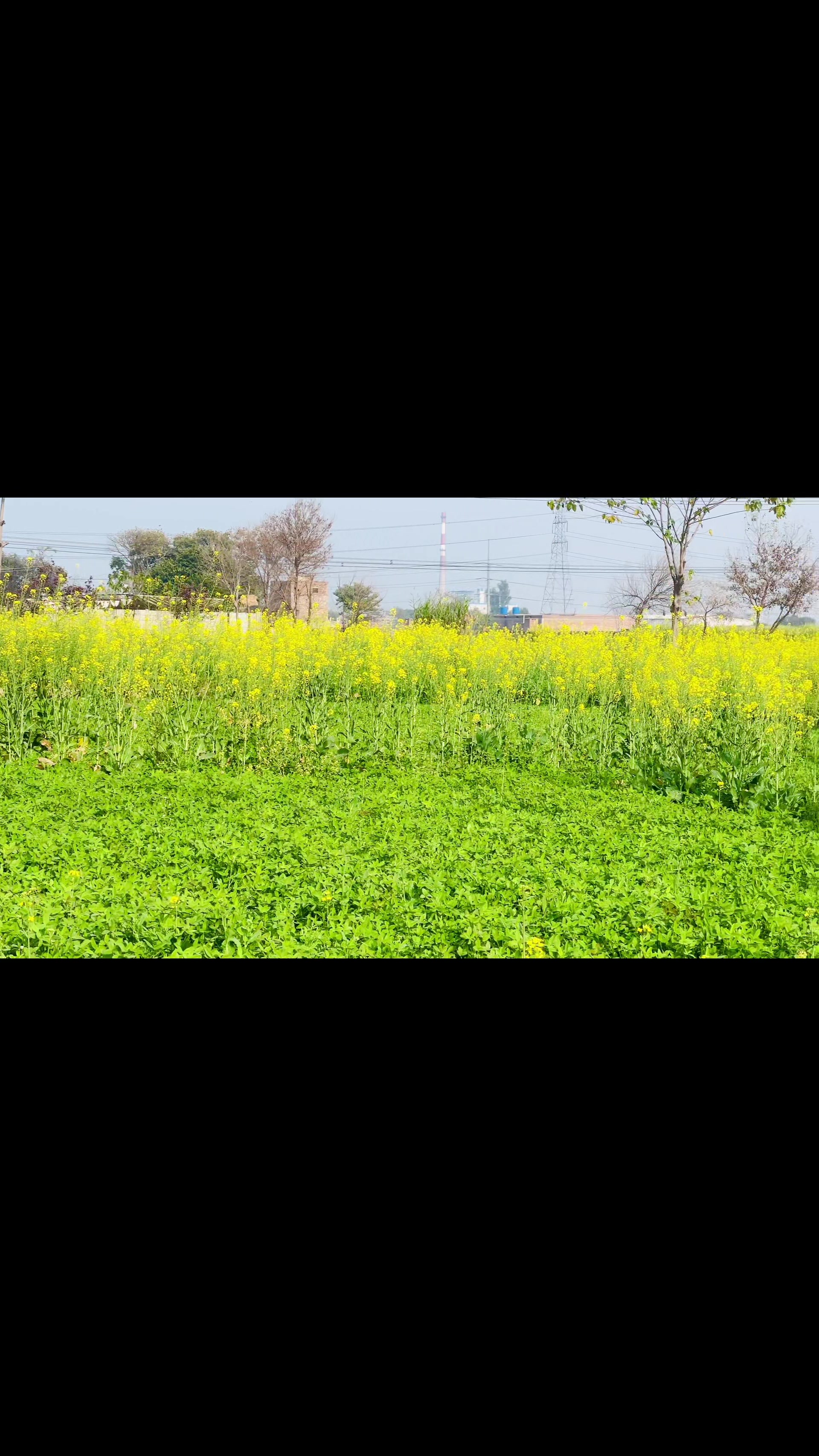 @Ahmad 🎋🌱🌳