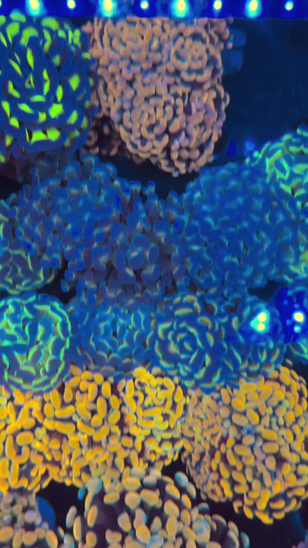 @Palmetto Reef