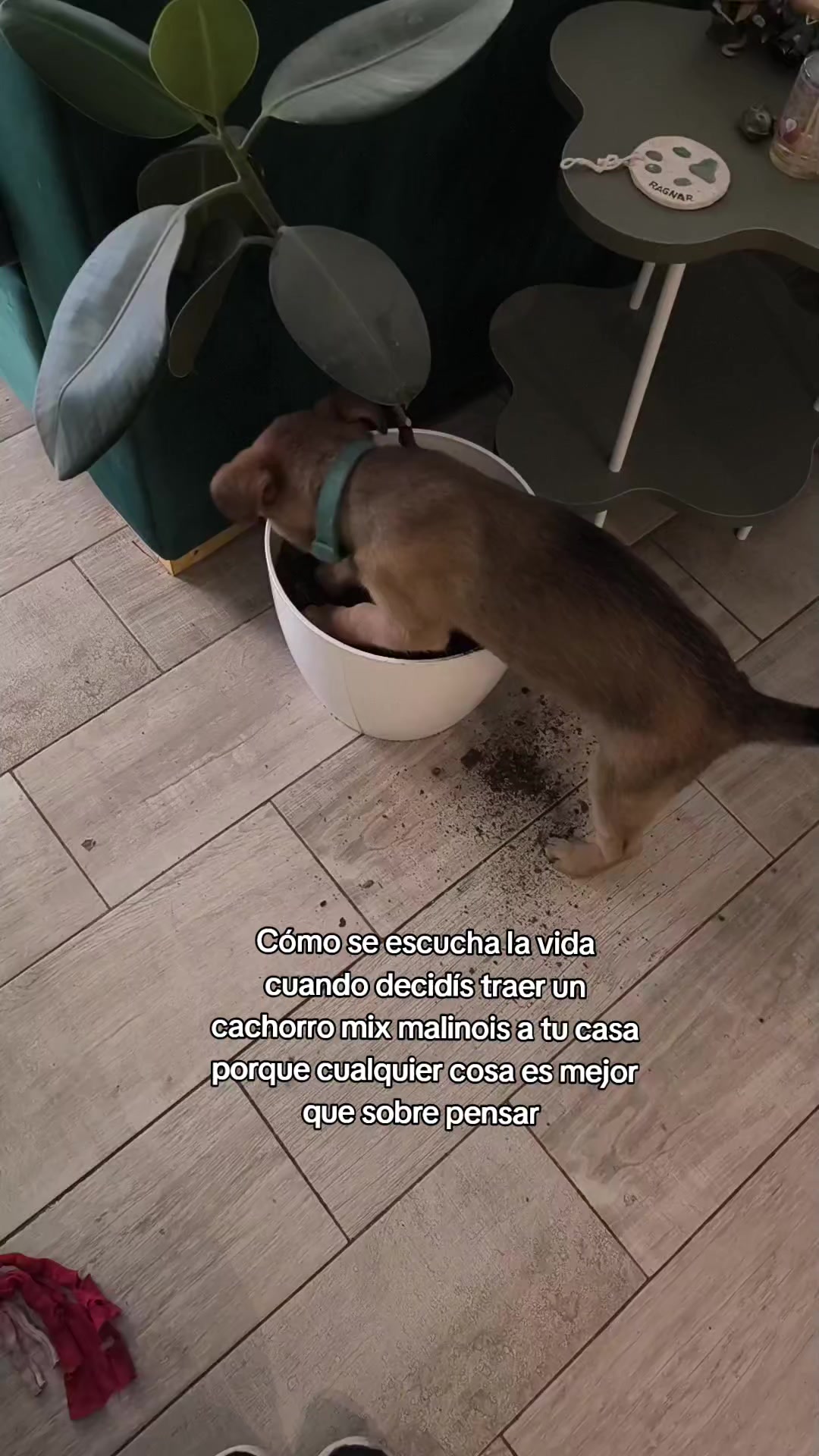 @ragnarito
