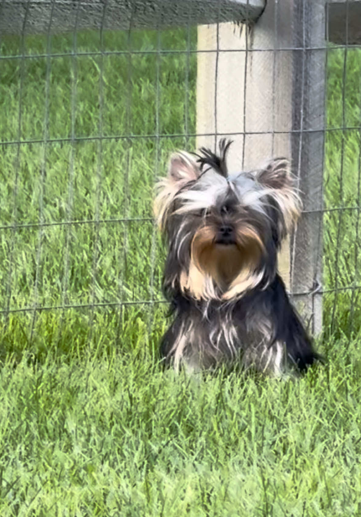 @Kimbrays Yorkies
