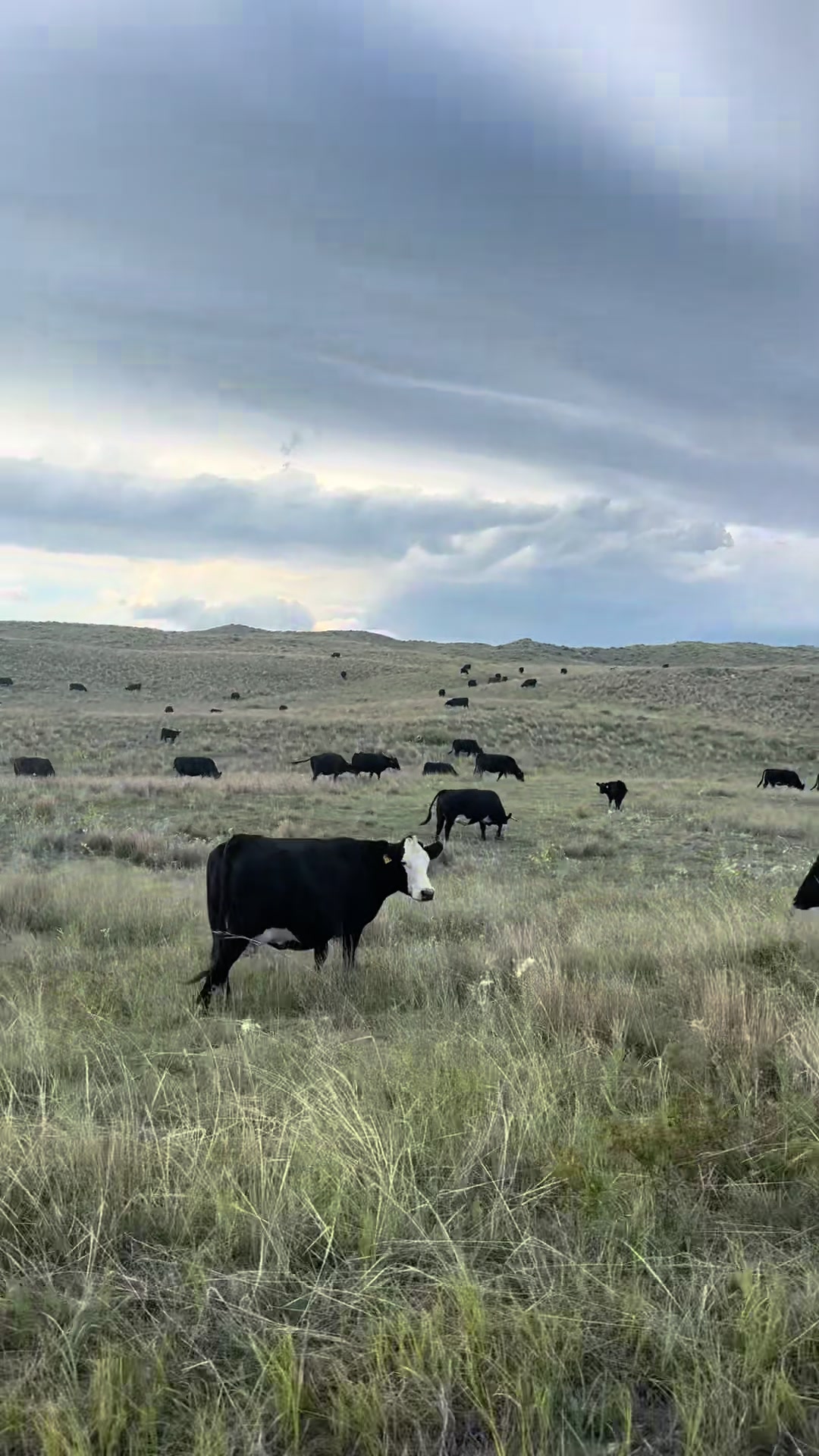 @Huffmanranch