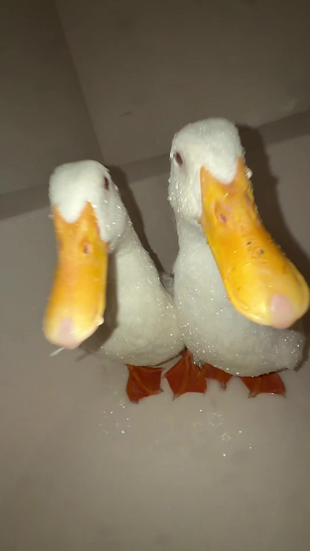 @quakduo