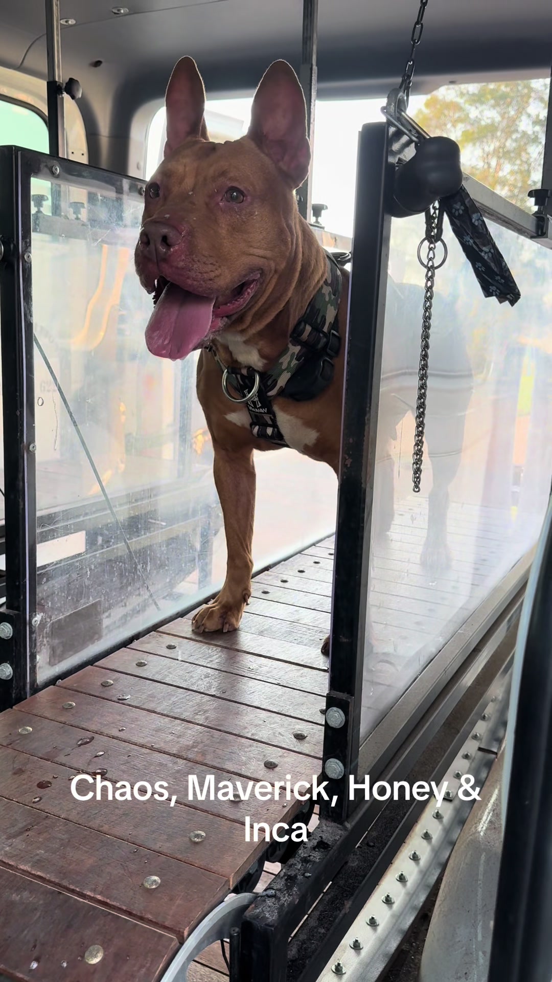 @Canine Conditioning