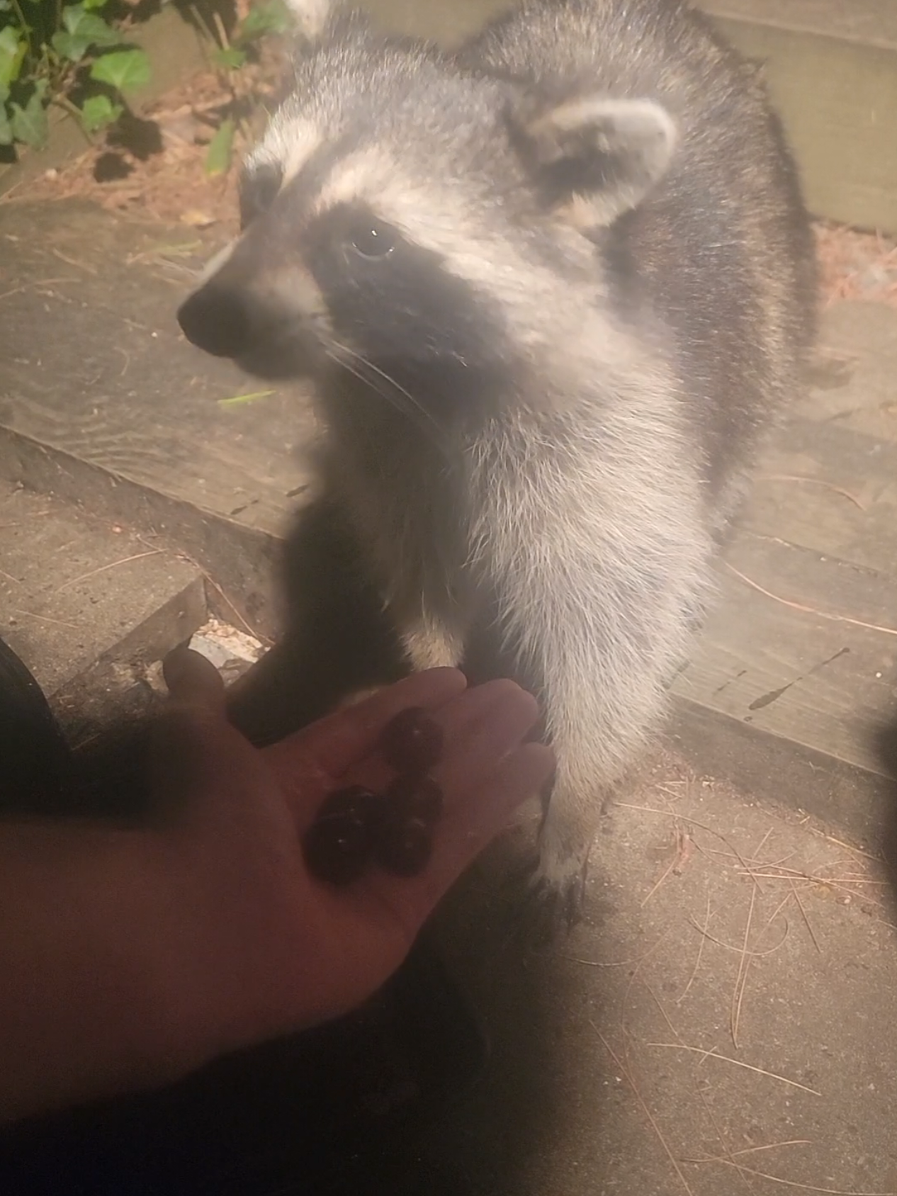 @Your local raccoons