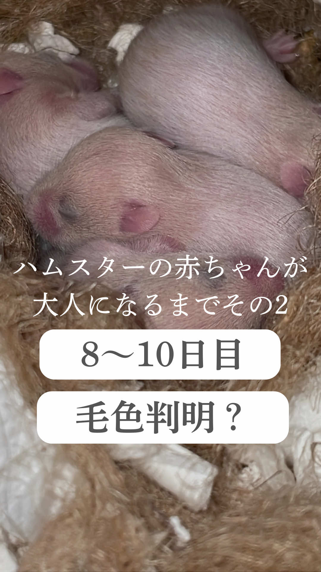 @はむはむパーク