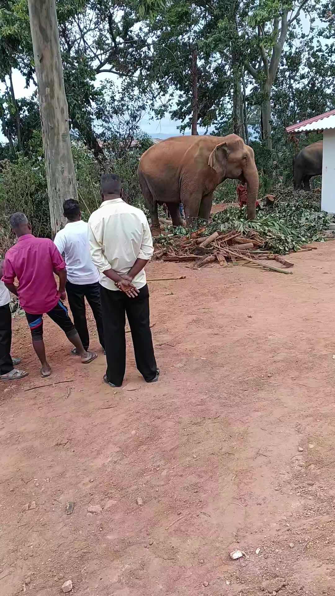 @🇦🇪💞 குவைத் மகாராணி 💞🇱🇰