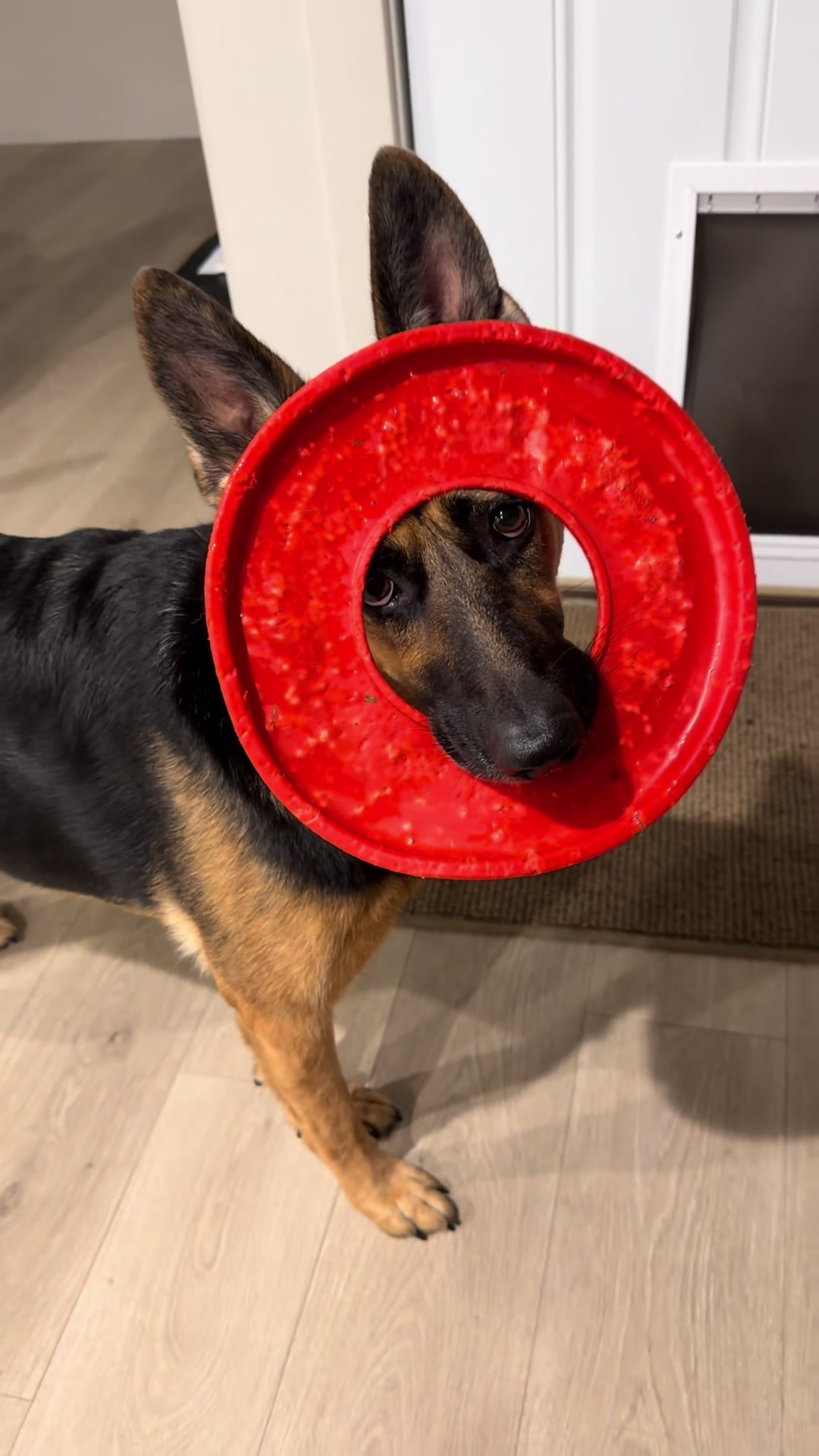 @Rory The Not-Working GSD