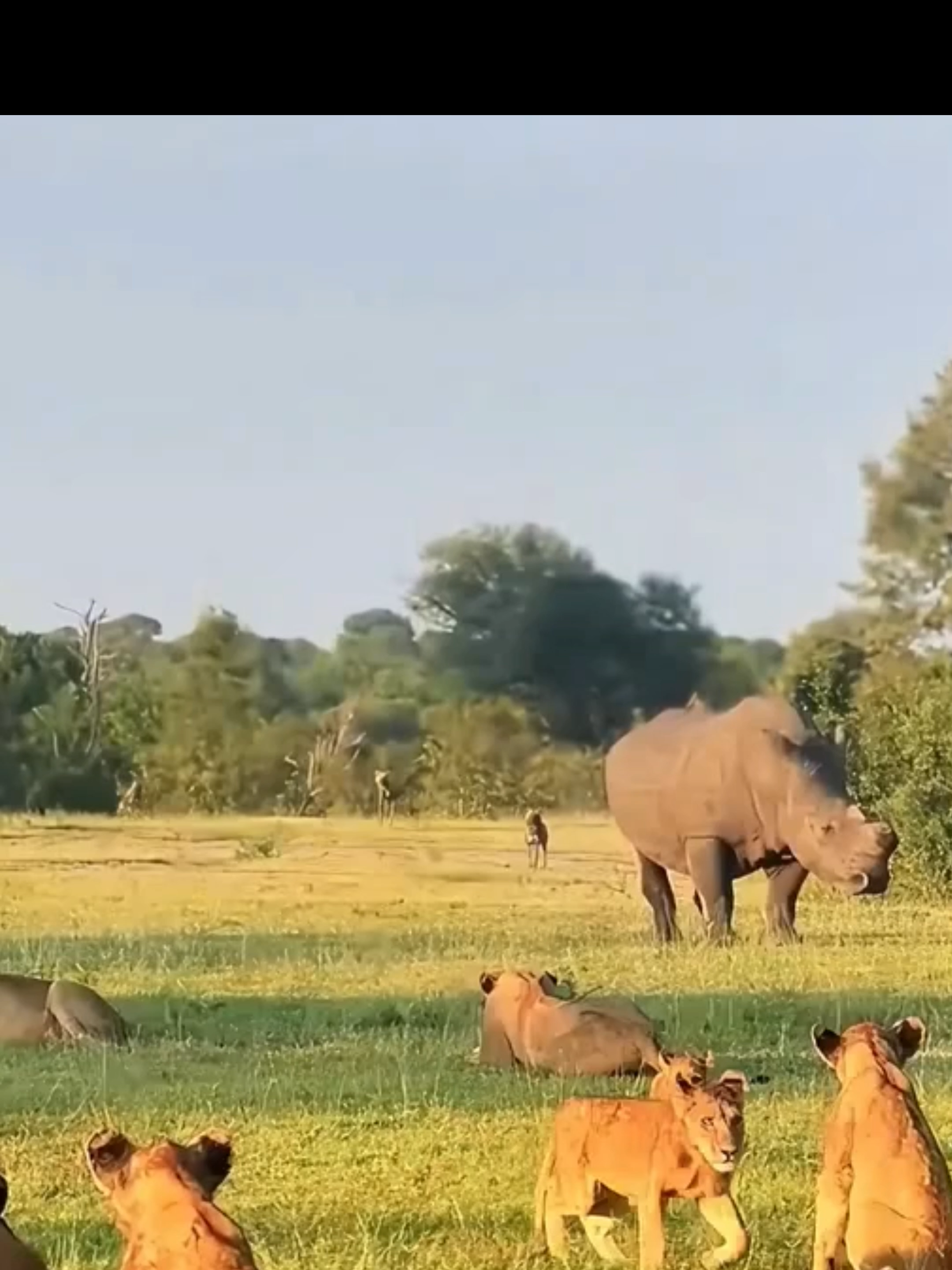 @Mundo dos Animais