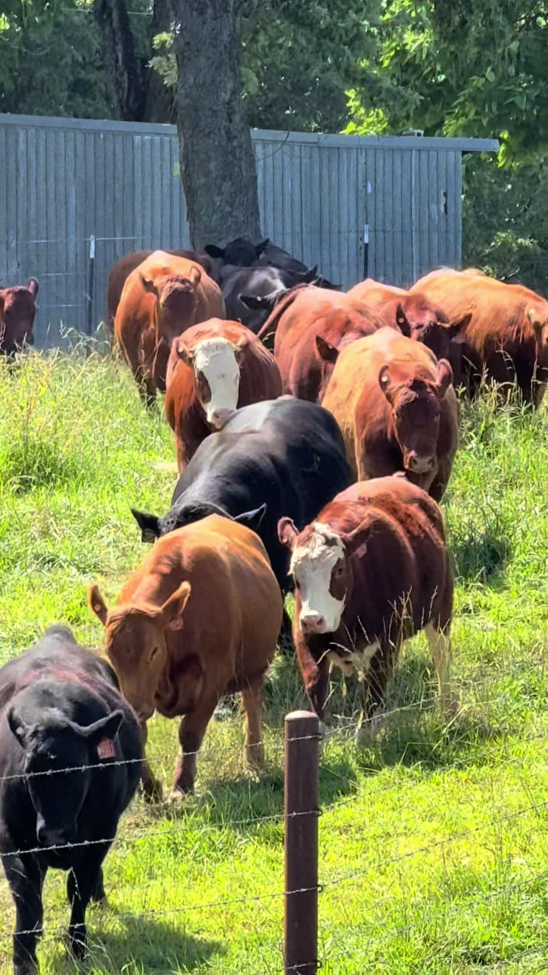 @Massey Land & Cattle