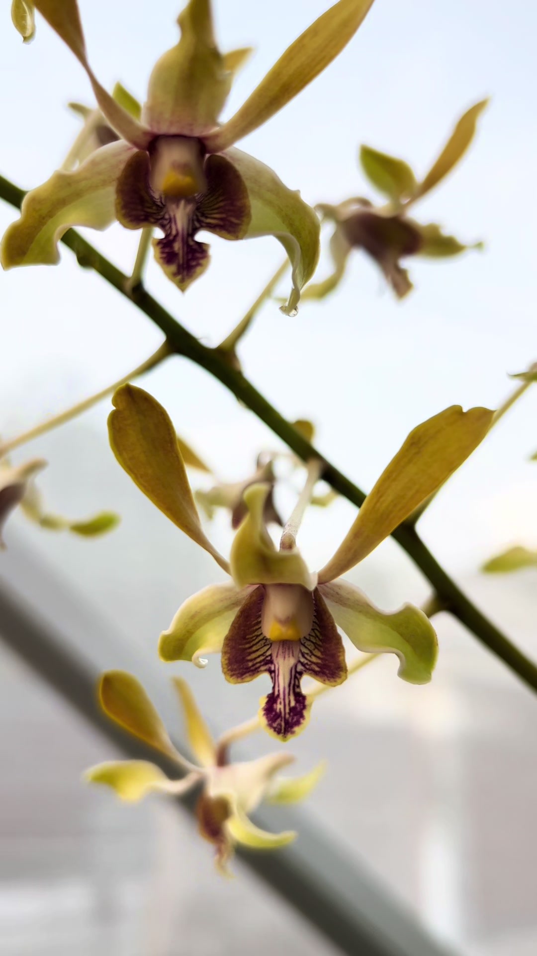 @Anggina Orchid