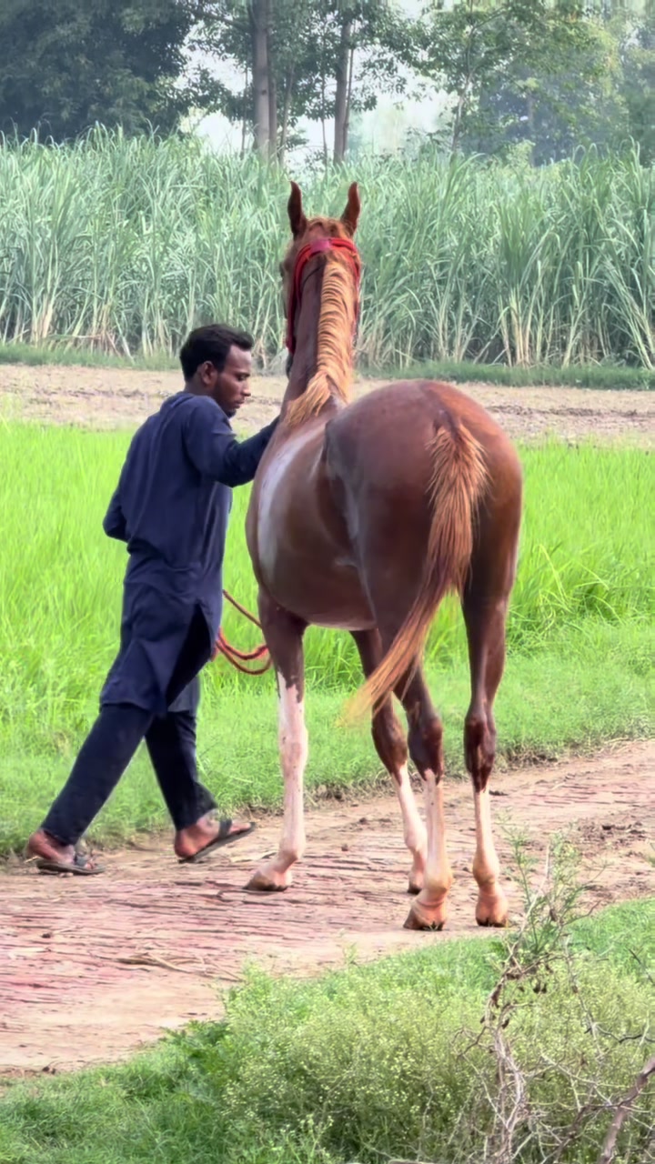 @Faisal Altaf Bosal