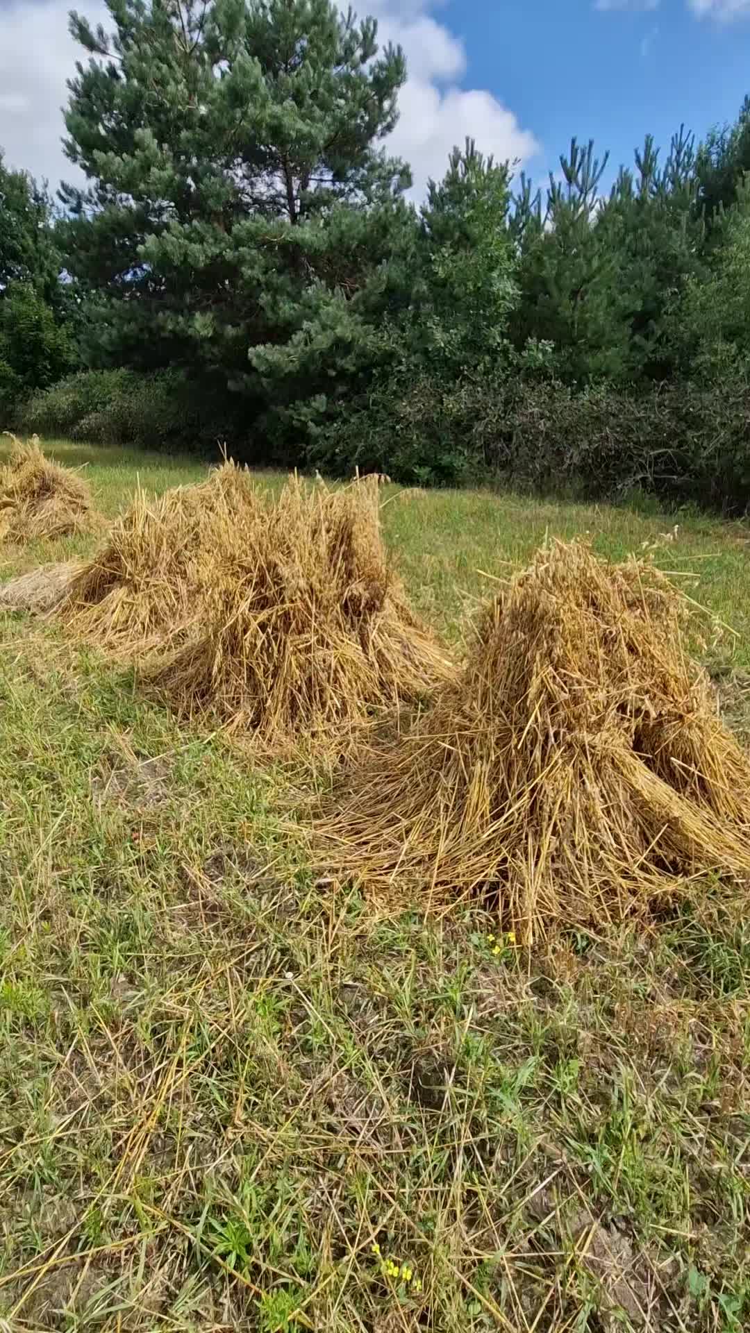 @_dzikiwschod_