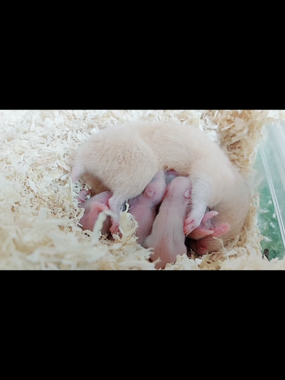 @ようちゃんAnimalPetTV