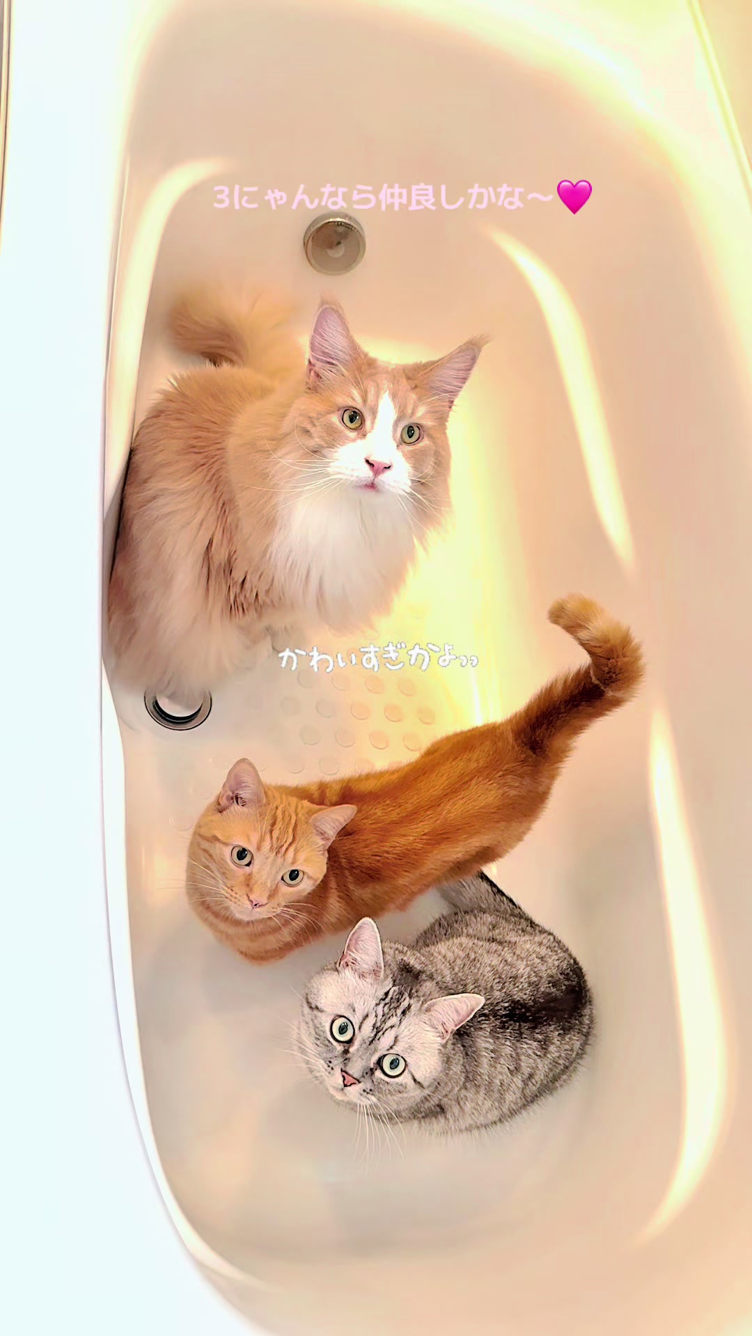 @大福兄弟😽