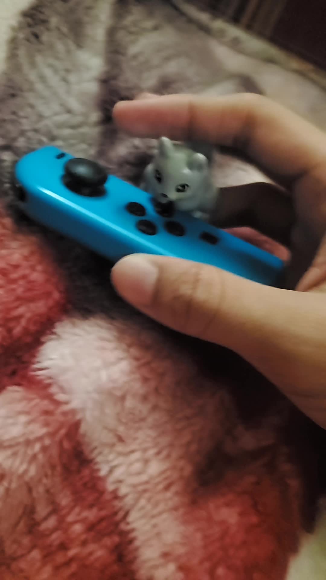 @Toy Tiktok