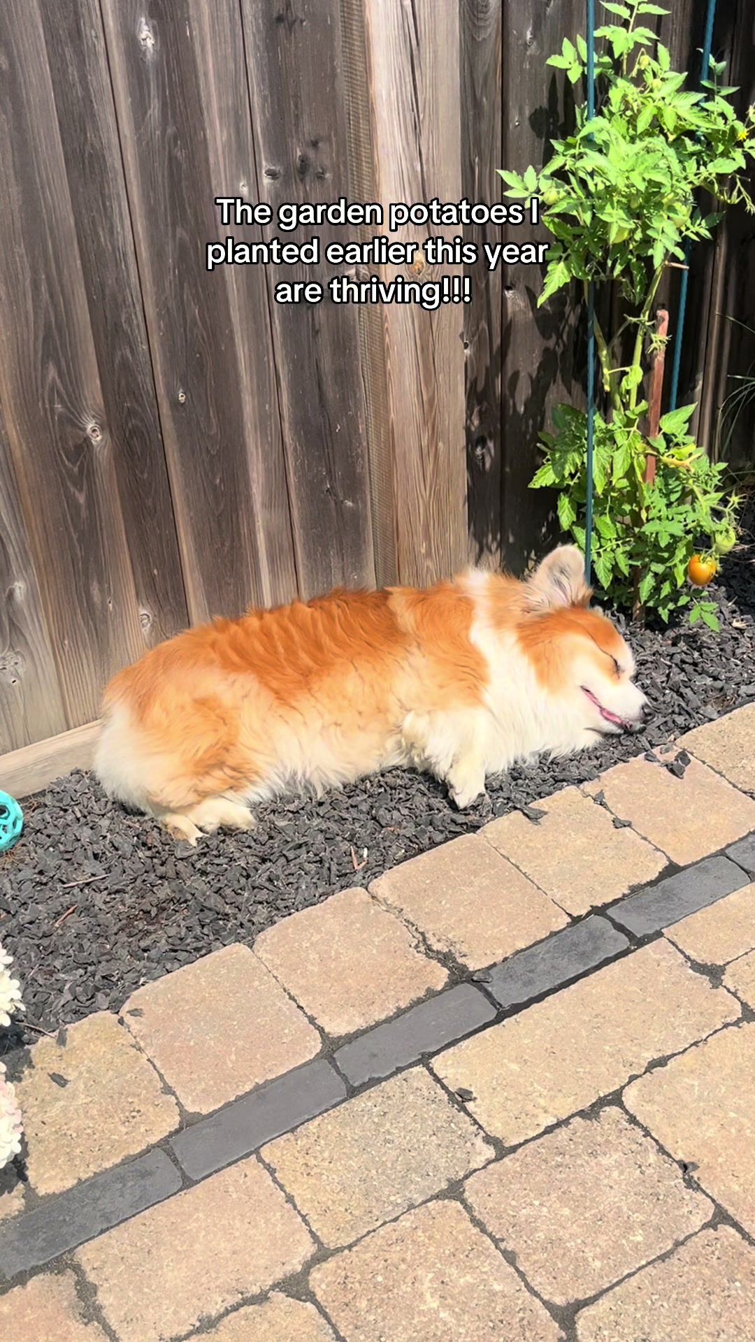 @hudsonthefluffycorgi