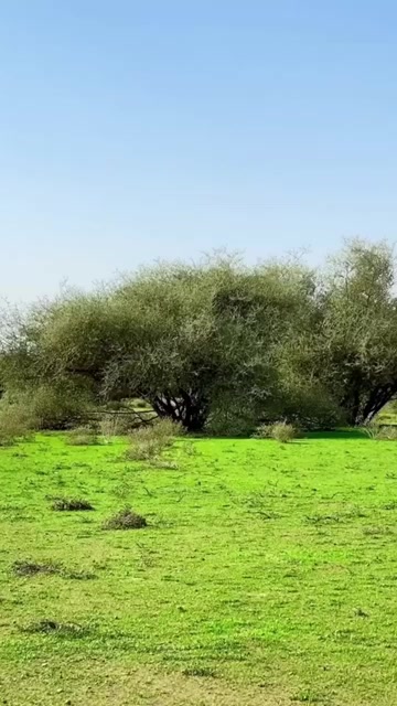 @ابو محمد السهيمي