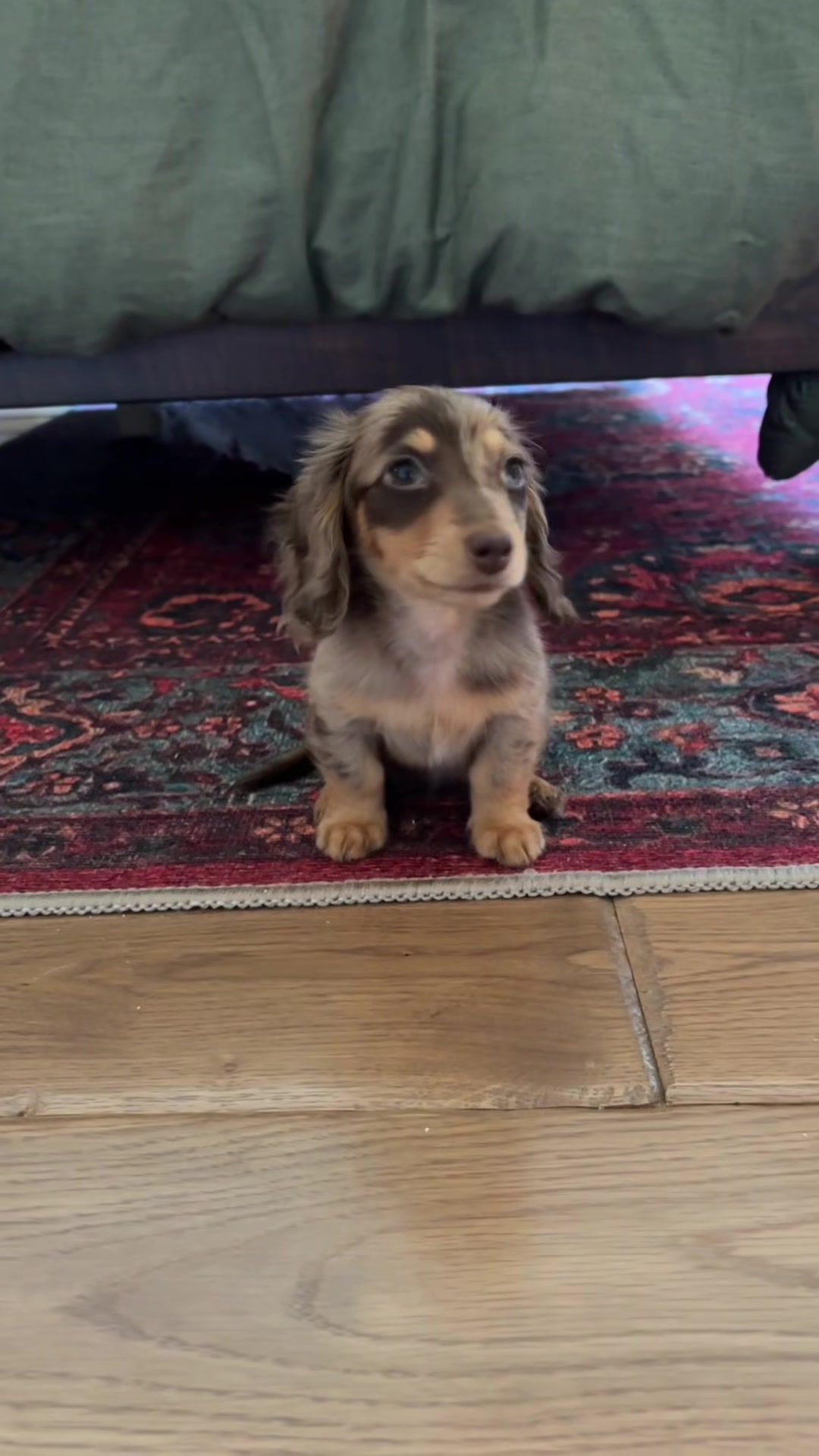 @Cute dachshund core