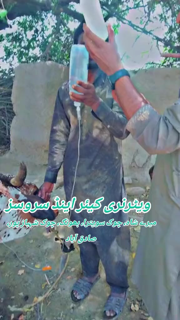 @ویٹرنری کیئر اینڈ سروسز