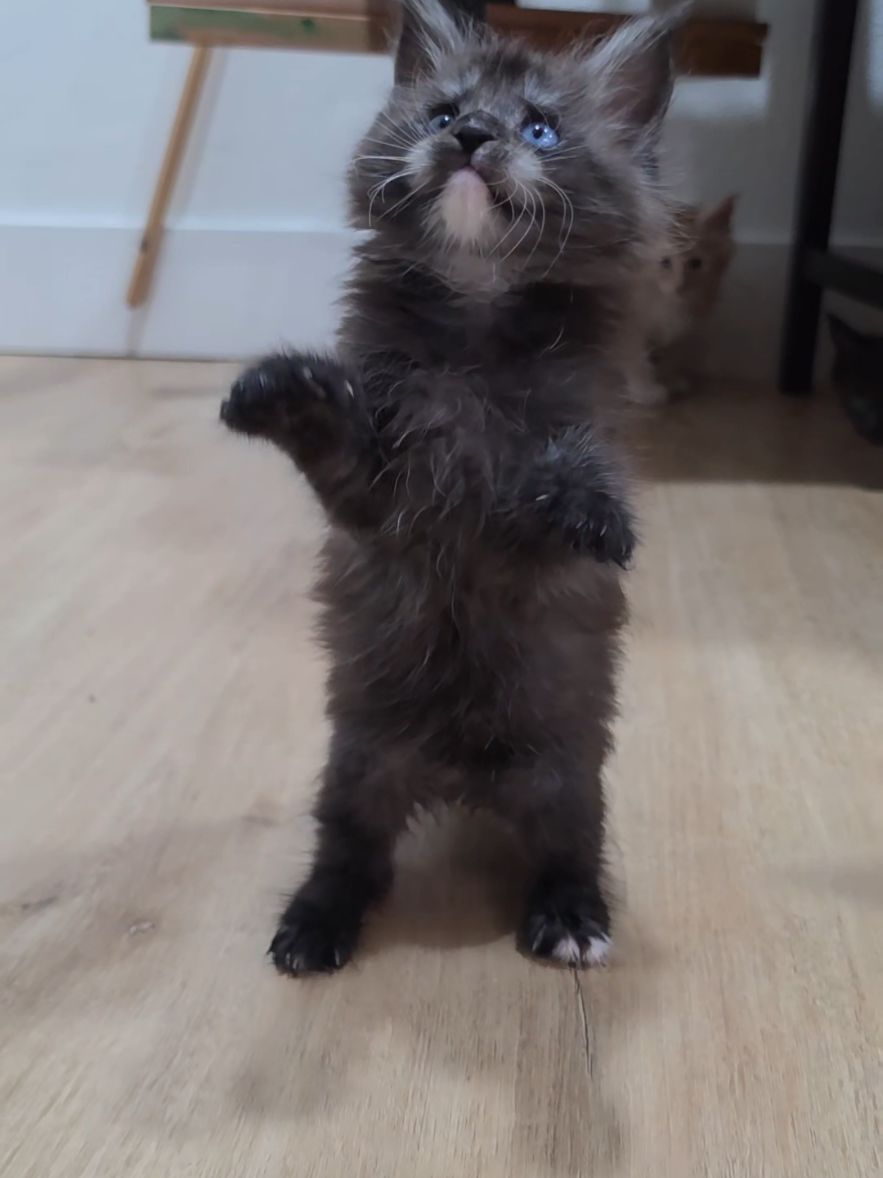 @Peaky Claws Cattery