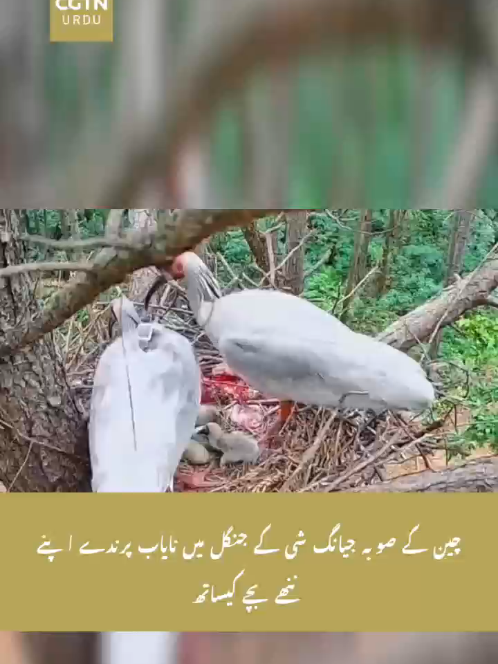 @CGTN URDU