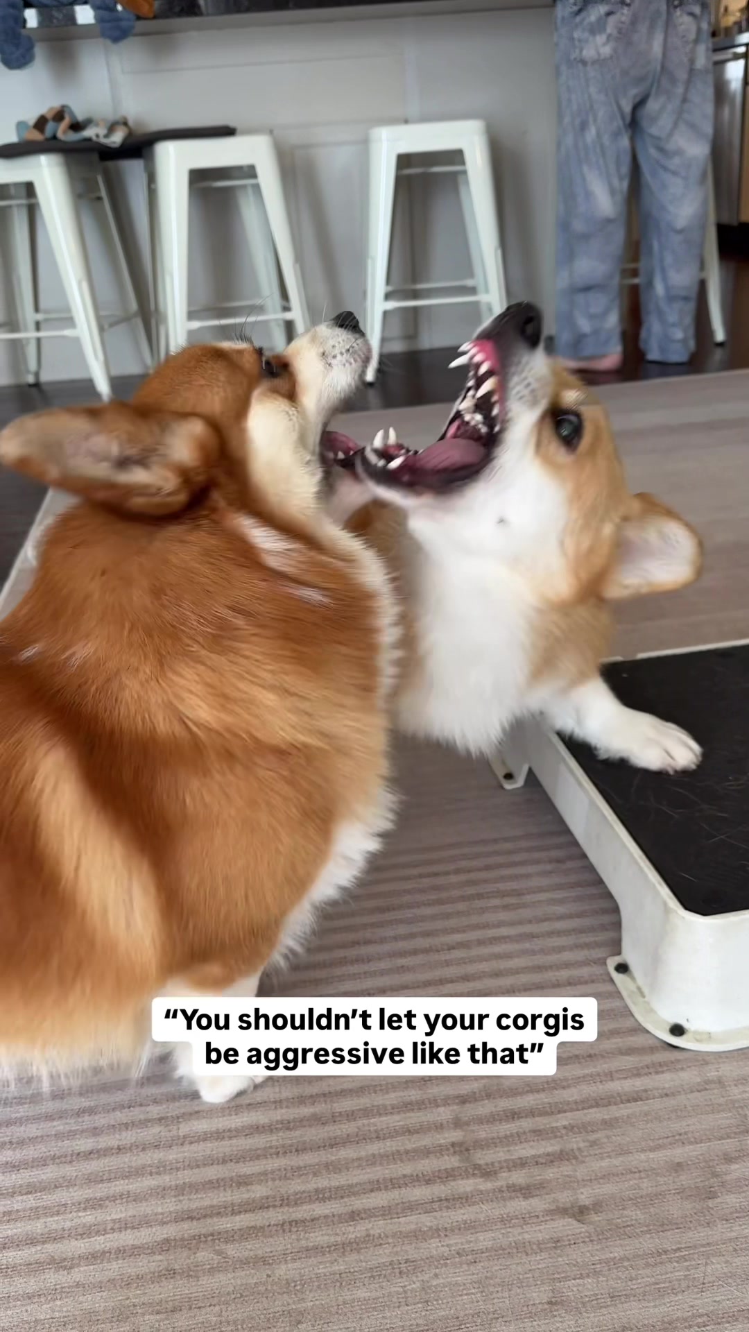 @Lacorgi