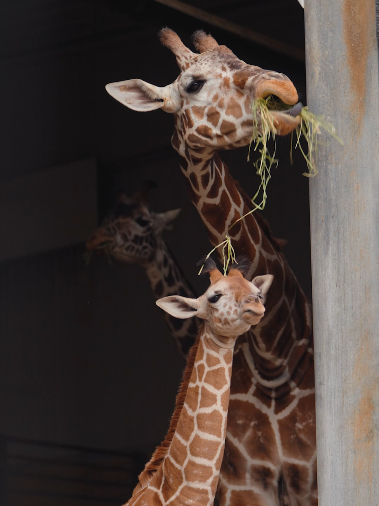@The Toledo Zoo