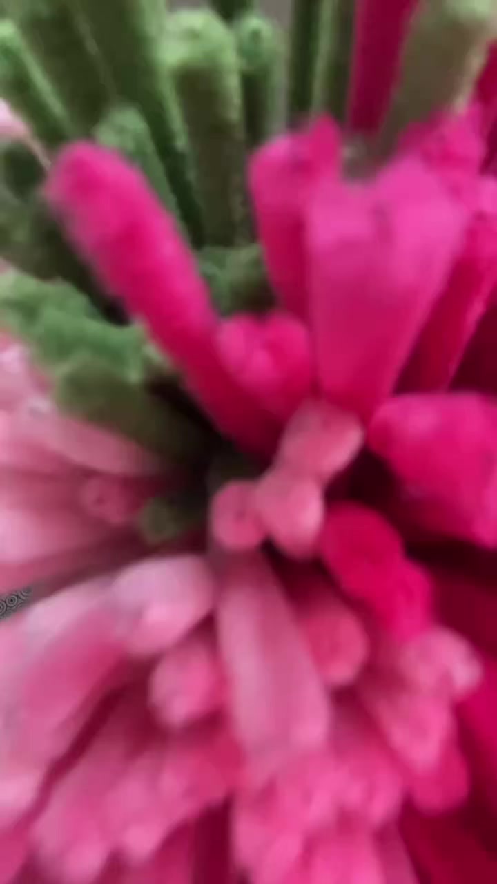 @g&aacute;i nhật đ&oacute;o