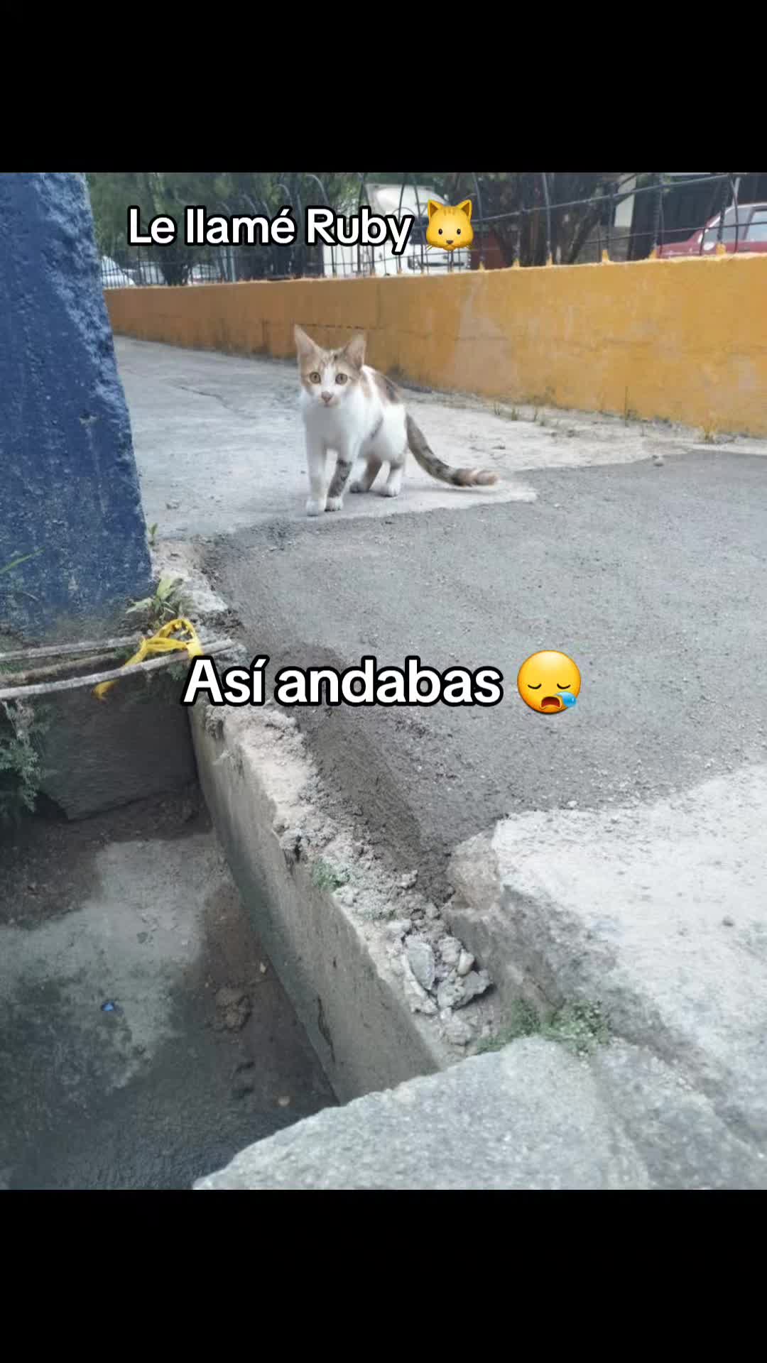 @𝕃𝕚𝕤𝕤 ℝ𝕖yes🇸🇻