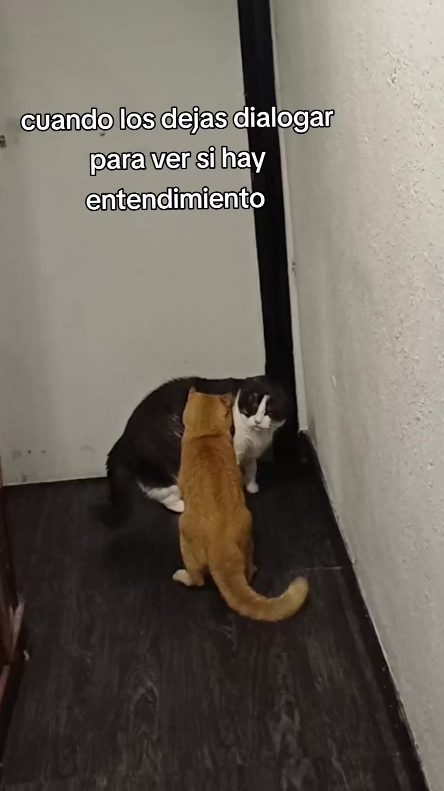 @Ana y los cuatro🐾
