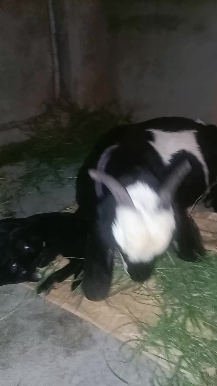 @حسن بھٹی فاضل پور آلہ❤️🩹